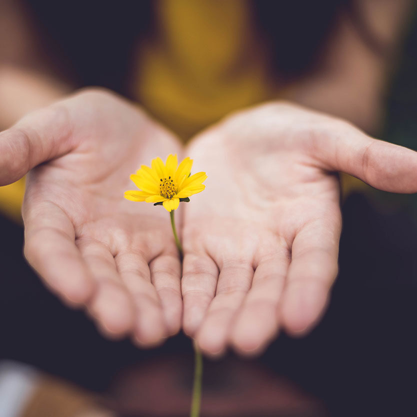 hands holding a yellow flower